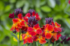 Wallflower Cheiranthus Cheiri Seeds for Planting – Heirloom, Non-GMO, High Germination Garden Seeds