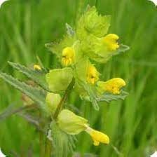 Rattle Flower Seeds for Planting – Heirloom, Non-GMO, High Germination Organic Garden Seeds