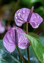 Anthurium Purple Flower Seeds for Planting – Heirloom, Non-GMO, Low-Maintenance High Germination Seeds