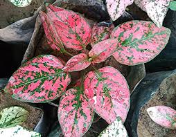 Light Pink Green Hypoestes Flower Seeds for Planting – Heirloom, Non-GMO, High Germination Garden Seeds