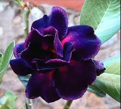Dark Purple Adenium Obesum Seeds for Planting – Shade Tolerant, Heirloom, Non-GMO Organic Garden Seeds
