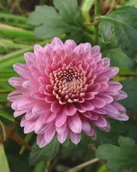 Rare Pink Chrysanthemum Flower Seeds for Planting – Heirloom, Non-GMO, High Germination Organic Garden Seeds