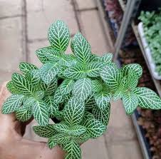 Fittonia Albivenis White Nerve Flower Seeds for Planting | Heirloom Non-GMO Organic Garden Seeds