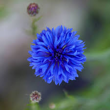 Cornflower Seeds for Planting | Heirloom Non-GMO Organic Garden Seeds, High Germination, Fragrant Blossoms