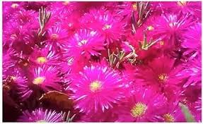 Lampranthus Maximiliana Flower Seeds for Planting – Sun Loving, Heirloom, Non-GMO Organic Garden Seeds