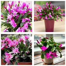 Purple Schlumbergera Flower Seeds for Planting | Heirloom Non-GMO High Germination Organic Garden Seeds