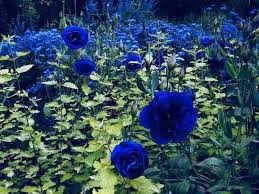 Blue Rose Tree Flower Seeds for Planting – Heirloom, Non-GMO, Long Bloom Season, High Germination