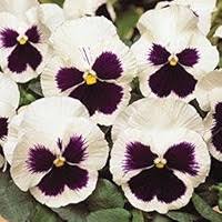 White & Black Pansy Flower Seeds for Planting – Heirloom, Non-GMO, High Germination Organic Garden Seeds