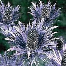 Eryngium Flower Seeds for Planting – Garden Favorite, Heirloom, Non-GMO, High Germination Organic Garden Seeds