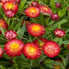 Immortelle Flower Seeds for Planting - Heirloom, Non-GMO, High Germination, Organic Garden Seeds