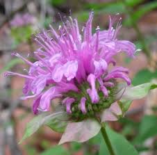 Purple Monarda Fistulosa Flower Seeds for Planting – Heirloom, Non-GMO, High Germination Organic Garden Seeds