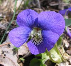 Prairie Viola Flower Seeds for Planting – Drought Tolerant, Heirloom, Non-GMO, High Germination