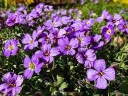 Purple Rock Cress Flower Seeds for Planting – Heirloom, Non-GMO, Drought Tolerant Organic Garden Seeds