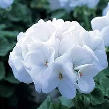 White Geranium Flower Seeds for Planting – Heirloom, Non-GMO Long-Bloom Organic Garden Seeds