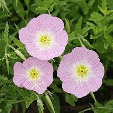 Oenothera Speciosa Flower Seeds for Planting – Bright Blooms, Heirloom, Non-GMO, High Germination Garden Seeds