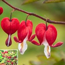 Bleeding Heart (Dicentra spectabilis) Flower Seeds for Planting Heirloom Non-GMO High Germination Organic Garden Seeds