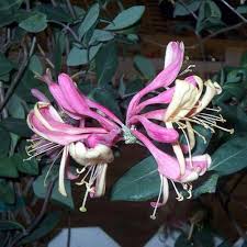 Lonicera Flower Seeds for Planting – Wildflower Mix, Heirloom, Non-GMO, High Germination Garden Seeds