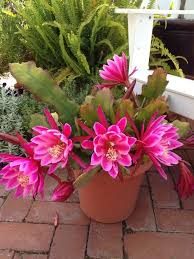 Pink Night Queen Flower Seeds for Planting – Heirloom, Non-GMO, High Germination Organic Garden Seeds