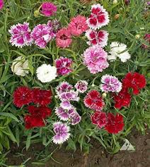 Heirloom Dianthus Barbatus Flower Seeds for Planting – Vibrant Colors, Non-GMO, High Germination Organic Garden Seeds