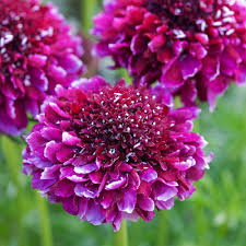 Scabiosa Flower Seeds for Planting – Low Maintenance, Heirloom, Non-GMO, High Germination Organic Garden Seeds