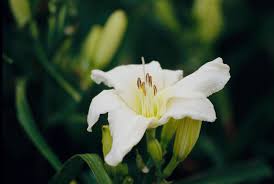 Hemerocallis Lady Elizabeth Flower Seeds for Planting – Heirloom, Non-GMO, High Germination Low Maintenance