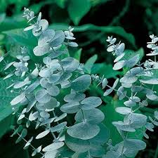 Flower Seeds, Seeds,Seeds For Planting,Plant Seeds