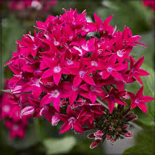 Heirloom Pentas Lanceolata Flower Seeds for Planting – Long Bloom Season, Non-GMO, High Germination Organic Garden Seeds
