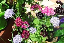 Pincushion Flower Seeds for Planting – Perfect for Borders, Heirloom, Non-GMO & High Germination Seeds