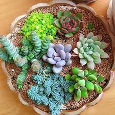 Flower Seeds, Seeds,Seeds For Planting,Plant Seeds