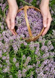 Thymus Fragrantissimu Flower Seeds for Planting – Cottage Garden Essential, Heirloom, GMO Free Organic Garden Seeds