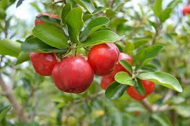 Fruit Seeds,Garden seeds, Seeds For Planting,Plant Seeds