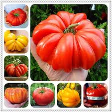 Vegetable Seeds,Garden seeds, Seeds For Planting,Plant Seeds