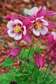 White Pink Aquilegia Flower Seeds for Planting | Heirloom Non-GMO High Germination Organic Garden Seeds