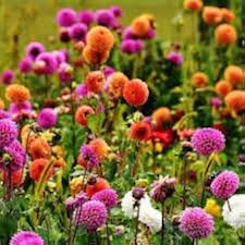 Heirloom Dahlias Flower Seeds – Non-GMO, High Germination Organic Garden Seeds