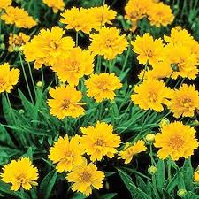 Yellow Early Sunrise Flower Seeds for Planting – Heirloom, Non-GMO, Cottage Garden Essential Organic Seeds