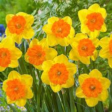 Narcissus Yellow Orange Flower Seeds for Planting | Heirloom Non-GMO Organic Garden Seeds, High Germination
