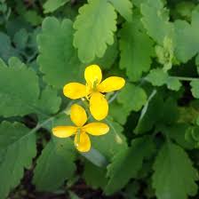 Chelidonium Celandine Flower Seeds for Planting – Heirloom, Non-GMO, Pollinator Friendly Organic Garden Seeds