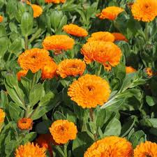 Calendula Flower Seeds for Planting – Seasonal Bloomer, Heirloom, GMO Free Organic Garden Seeds