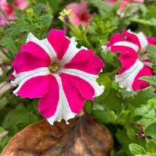 White & Red Petunia Flower Seeds for Planting – Heirloom, Non-GMO, Easy to Grow Organic Garden Seeds