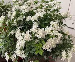 Murraya Paniculata Flower Seeds for Planting – Hardy Variety, Heirloom, GMO Free Organic Garden Seeds