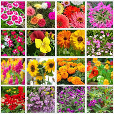 Mixed Four Seasons Flower Seeds for Planting – Heirloom, Non-GMO, Pollinator Friendly, High Germination