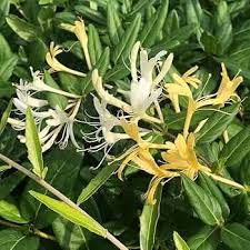 Lonicera Ciliosa Flower Seeds for Planting – Heirloom, Non-GMO, Compact Growth, High Germination
