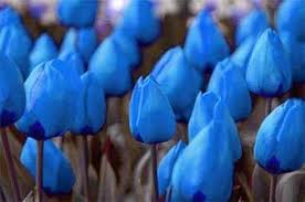 Yellow Blue Tulip Flower Seeds for Planting – Bright Blooms, Heirloom & Non-GMO Seeds