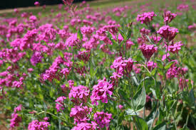 Purple Catchfly Flower Seeds for Planting – Heirloom, Non-GMO, High Germination Organic Garden Seeds
