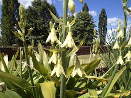 Galtonia Viridiflora Flower Seeds for Planting – Long Bloom Season Heirloom Non-GMO Seeds