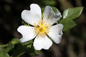 White Rosa Canina Flower Seeds for Planting – Sun Loving Heirloom Non-GMO Seeds