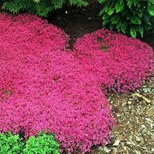 Cress Perennial Flower Seeds for Planting | Heirloom Non-GMO High Germination Organic Garden Seeds