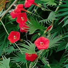 Red Cardinal Climber Flower Seeds for Planting | Heirloom Non-GMO High Germination Organic Garden Seeds
