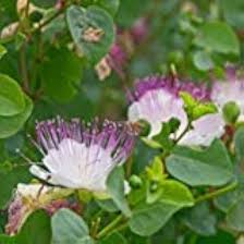 Capparis Flower Seeds for Planting – Heirloom, Non-GMO, High Germination Seasonal Bloomer