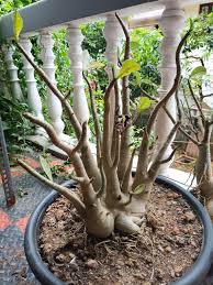 Adenium Arabicum Seasonal Bloomer Heirloom Non‑GMO Seeds for Planting – High Germination Organic Garden Seeds